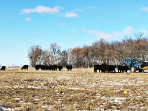 4 tips for developing first-calf heifers into mature cows