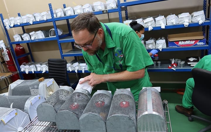 NovoFly screwworm strain prepared for active duty