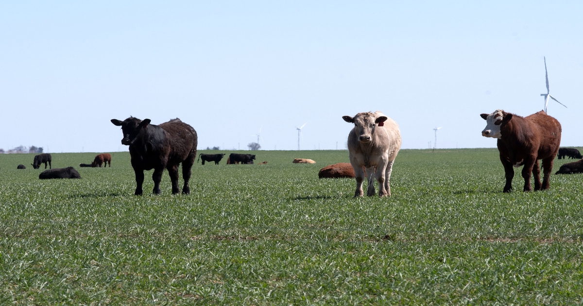 Making the most of forage resources