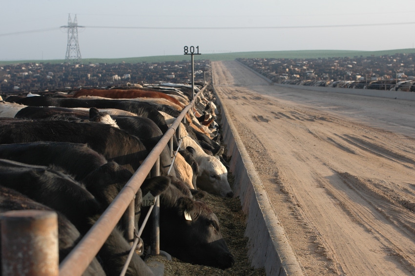 Record Prices, Inputs Ahead For Feedlot, Cow-Calf Sectors