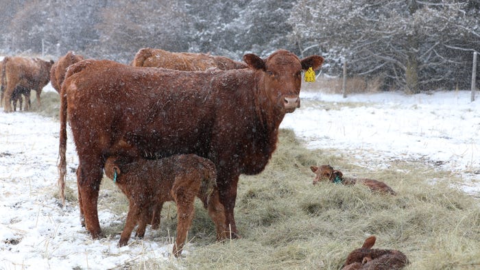 Promoting Cow Health after Calving