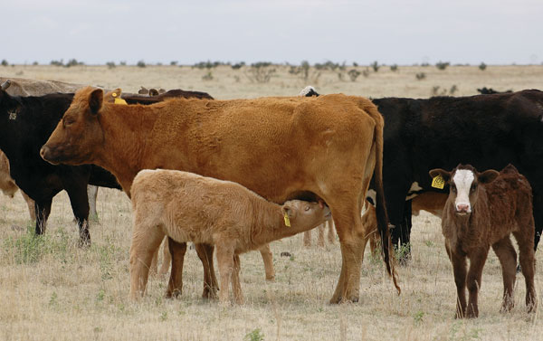 Younger Calving Cows Most At Risk To Predators