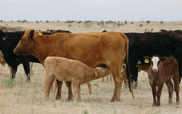 Younger Calving Cows Most At Risk To Predators Younger Calving Cows Most At Risk To Predators