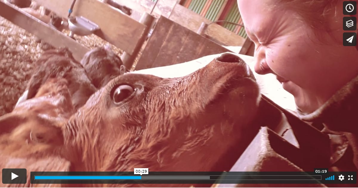 Share your calving photos to help donate to Feeding America