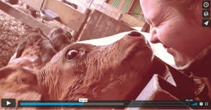 share-calving-photos.jpg