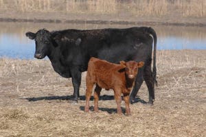 5 Trending Headlines: COF report a surprise; PLUS; How to grow good calves