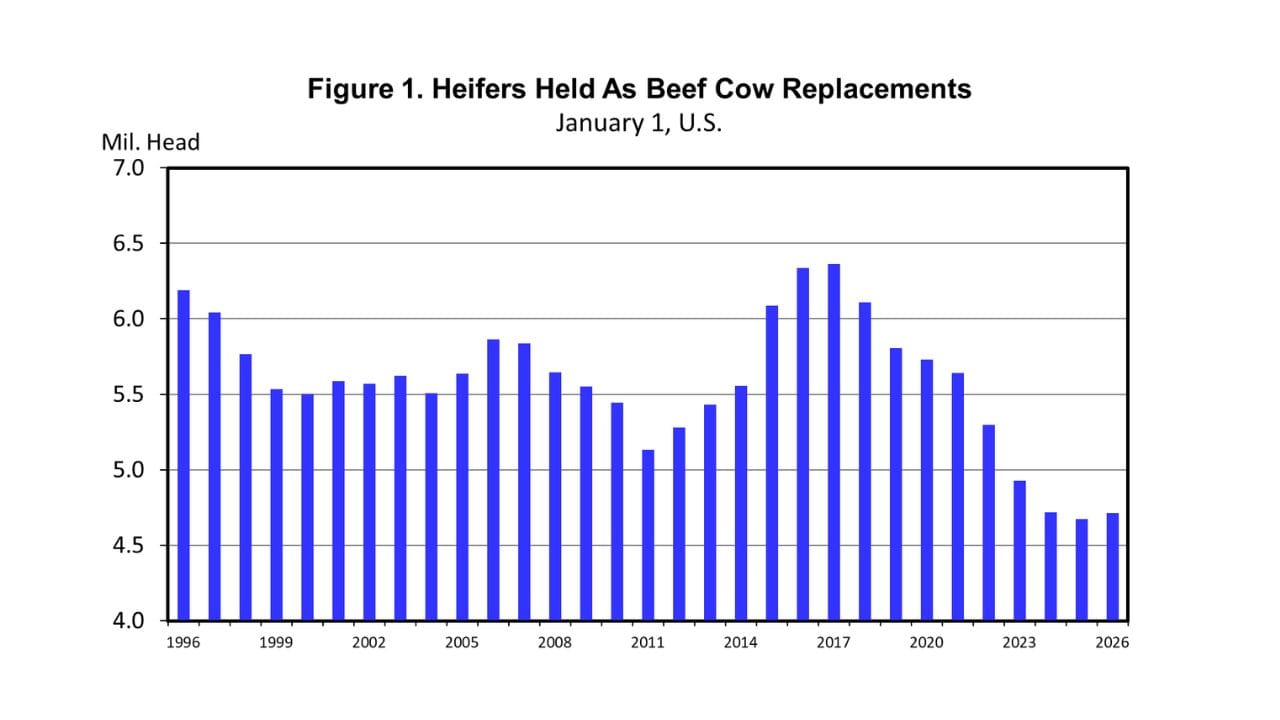 육우 대체용으로 사육되는 암소의 수 그래프