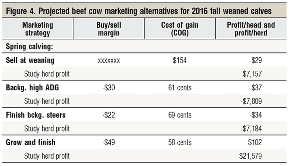 projected beef cow marketing outlook