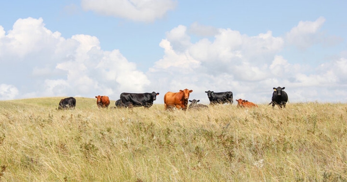 Fall grazing management: Balancing forage use and recovery