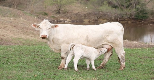 Preparation is key to a successful calving season