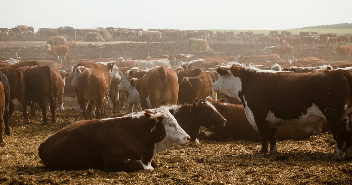 Cattle futures slip on light trade and volume