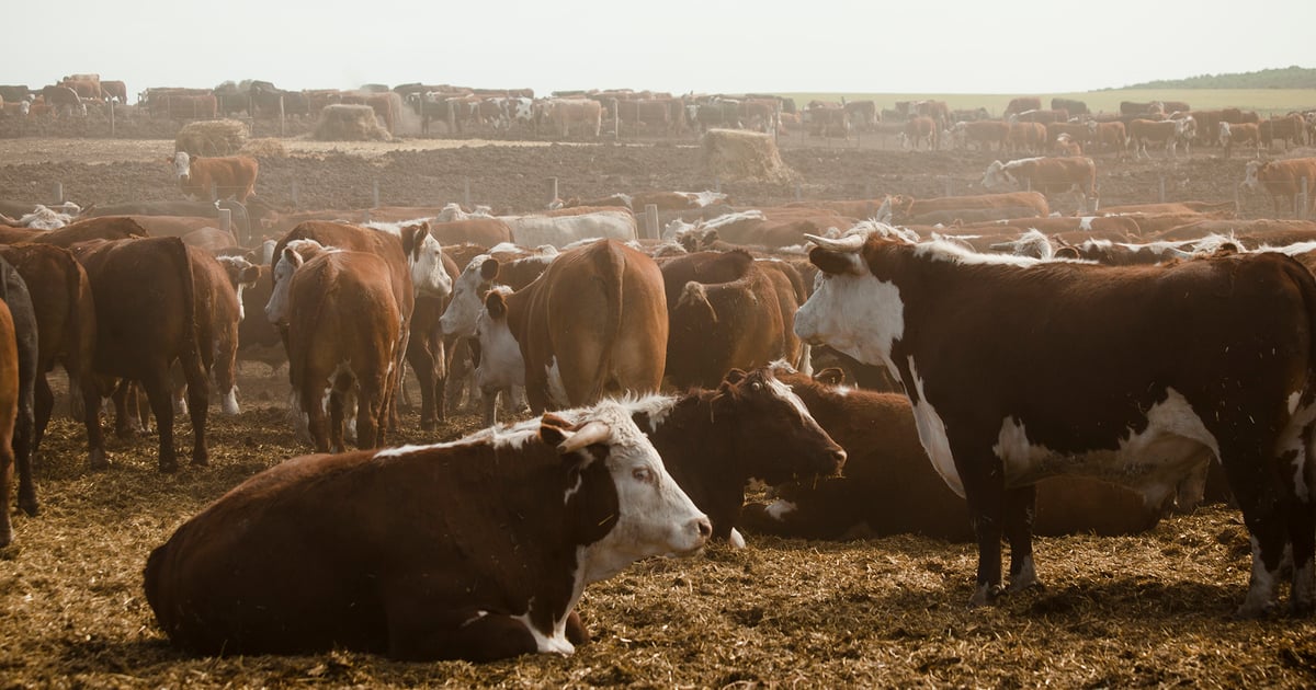 Cattle futures slip on light trade and volume