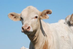 How does the beef industry know which issues are critical?