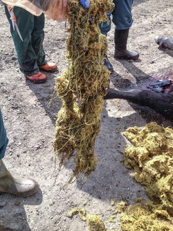 Net-wrap-in-rumen-contents.jpg Net-wrap-in-rumen-contents.jpg