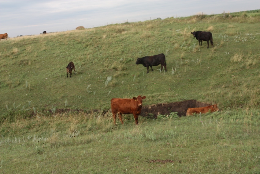 How does the carbon footprint of U.S. beef compare to global beef?