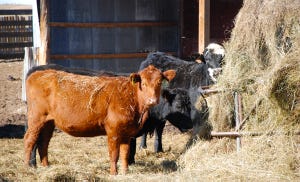 Breed-back on first-calf heifers starts with nutrition