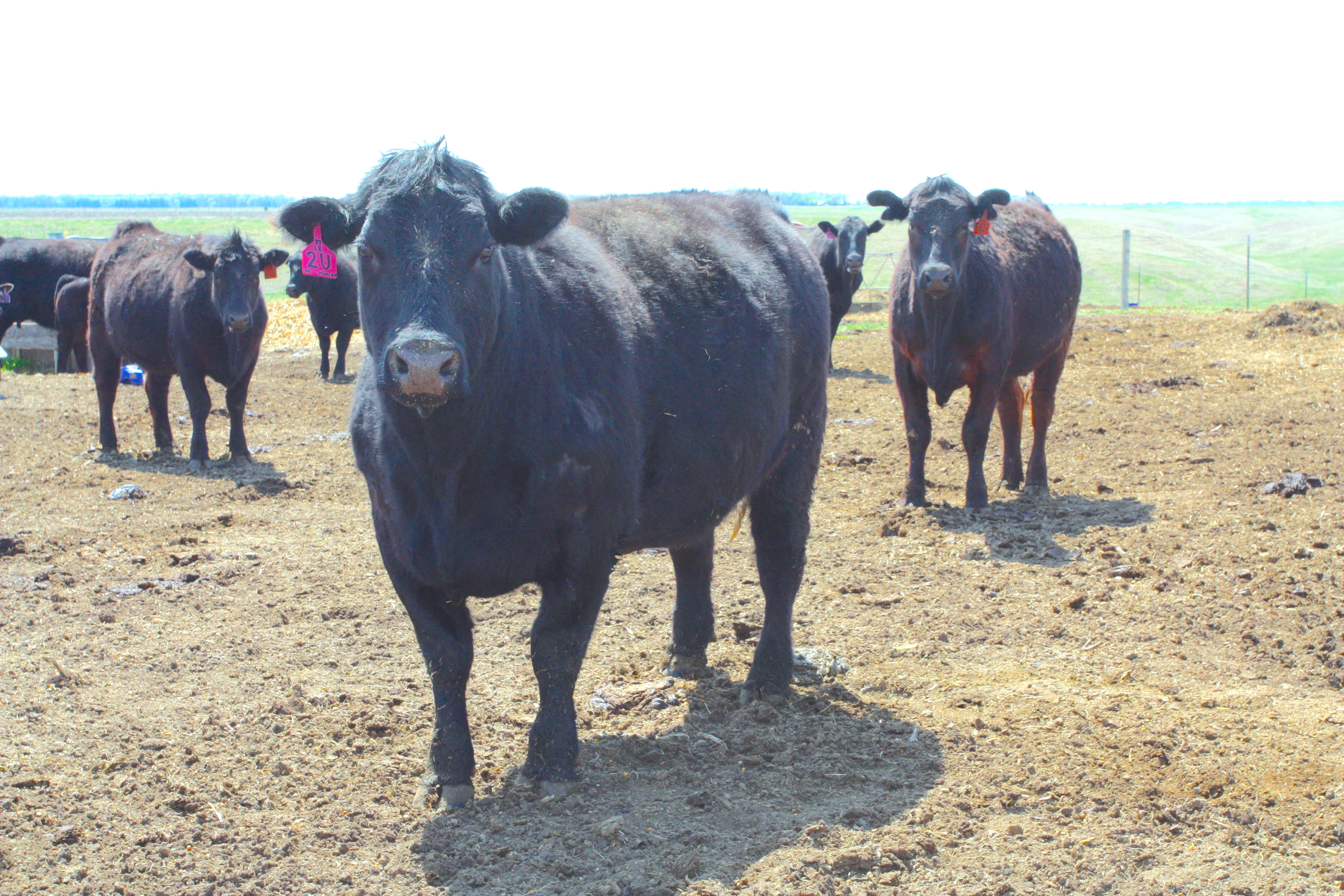 Wheat straw can help keep cows full