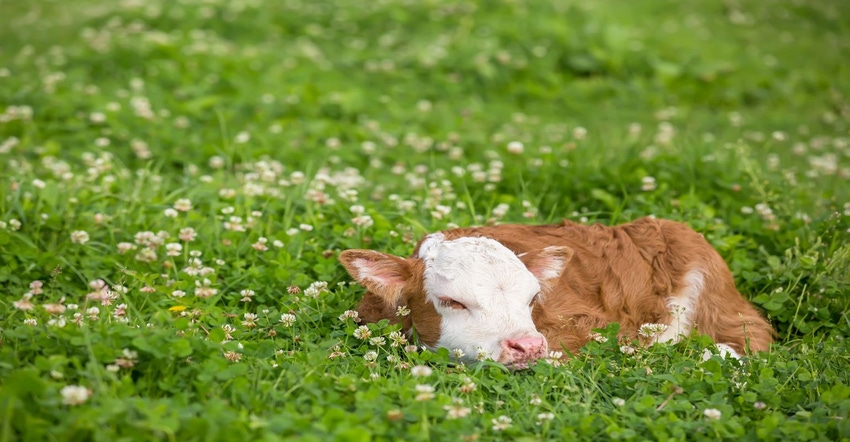 calf in clover.jpg calf in clover.jpg