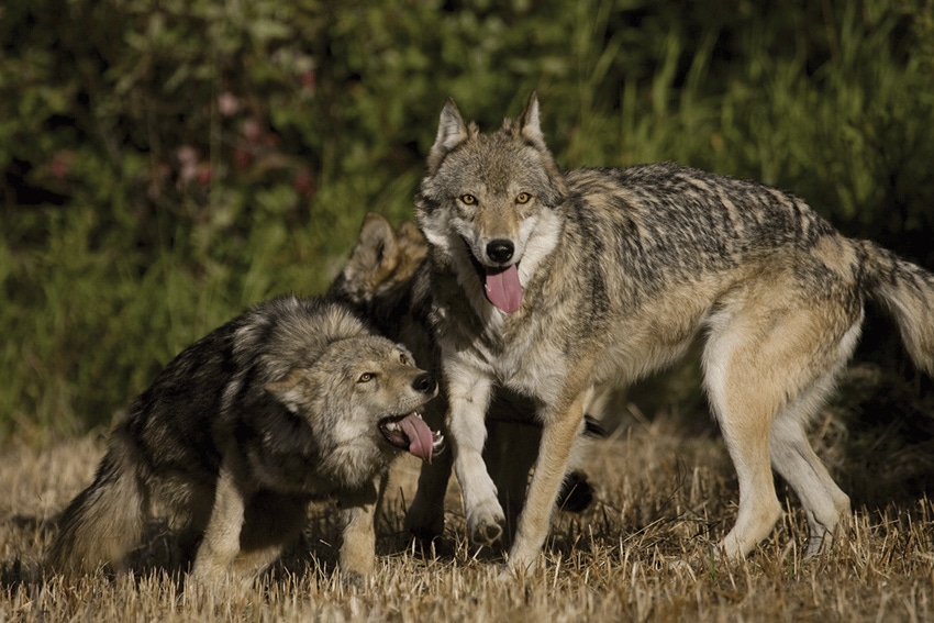 Counterpoint: Ranching done strategically can reduce livestock depredation Counterpoint: Ranching done strategically can reduce livestock depredation