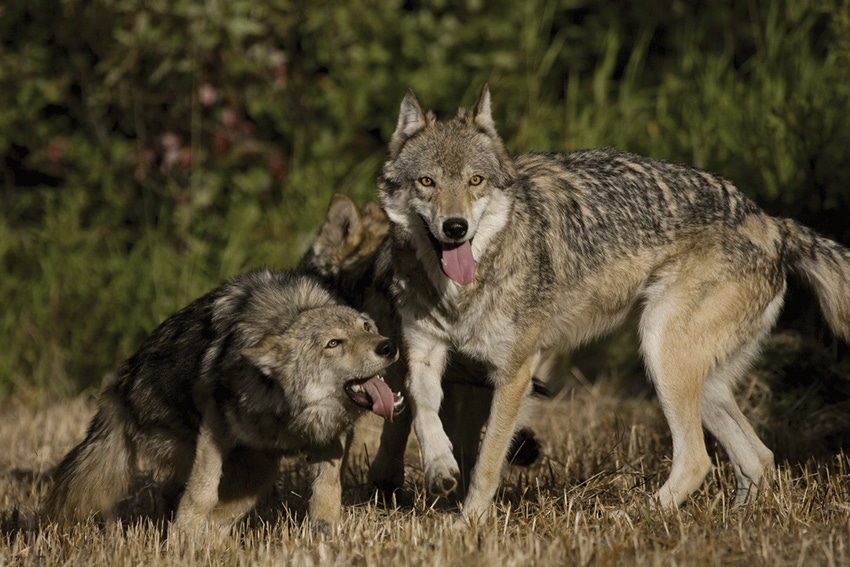 Counterpoint: Ranching done strategically can reduce livestock depredation