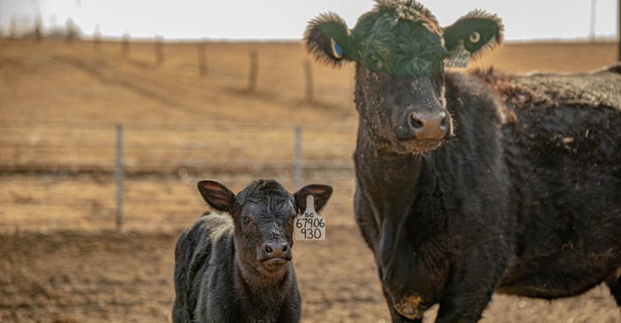cows with electronic ear tags