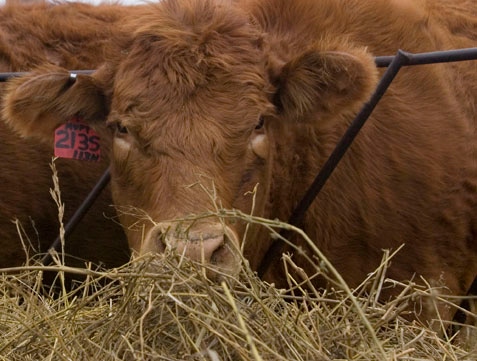 Feed Expectant Cows At Night Feed Expectant Cows At Night