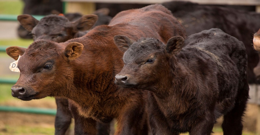 2-28-22 calves GettyImages-684820368 (1).jpg 2-28-22 calves GettyImages-684820368 (1).jpg