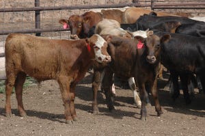 Calf Prices Inch Higher