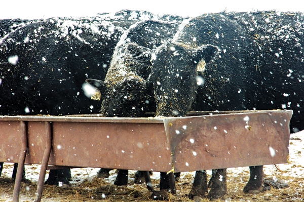 When you’re feeding a pregnant cow, you’re feeding for two