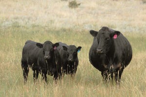 Want a more efficient cowherd? Start with early-born heifers