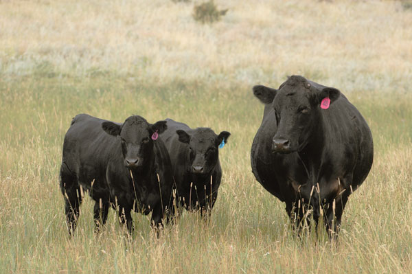 Want a more efficient cowherd? Start with early-born heifers