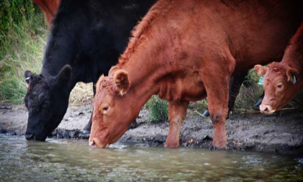 Opinion: I’m feeling bullish on the future; How about you? Opinion: I’m feeling bullish on the future; How about you?