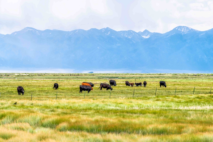 GettyImages Cattle Colorado Grazing.jpg