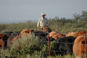 Burke Teichert: 10 thoughts on heifer development
