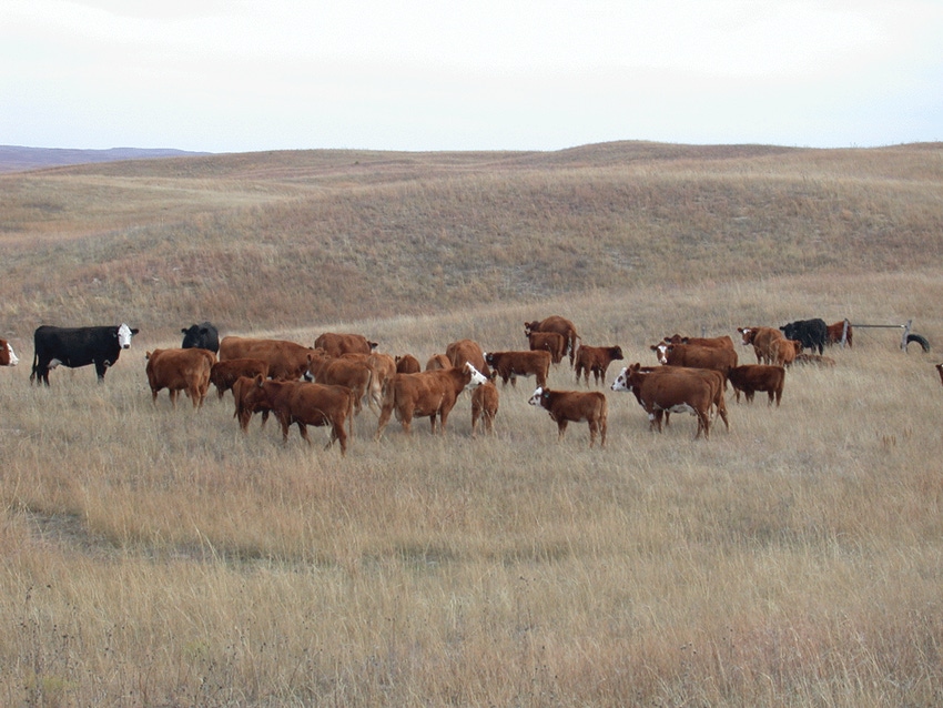Are stockpiled forages your winter grazing insurance?