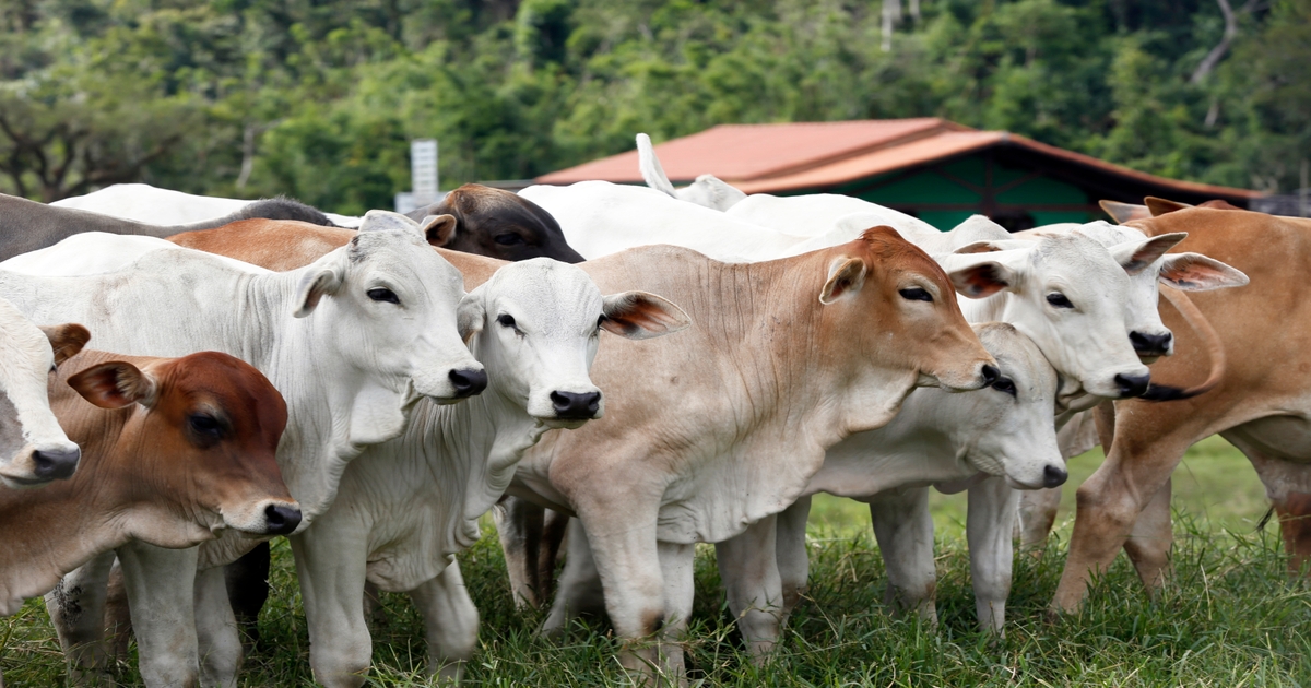 Mars, IDH join forces to support small-scale cattle ranchers in Brazil