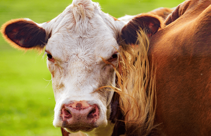 $57M in MPPEP grants expected to be available to meat processors