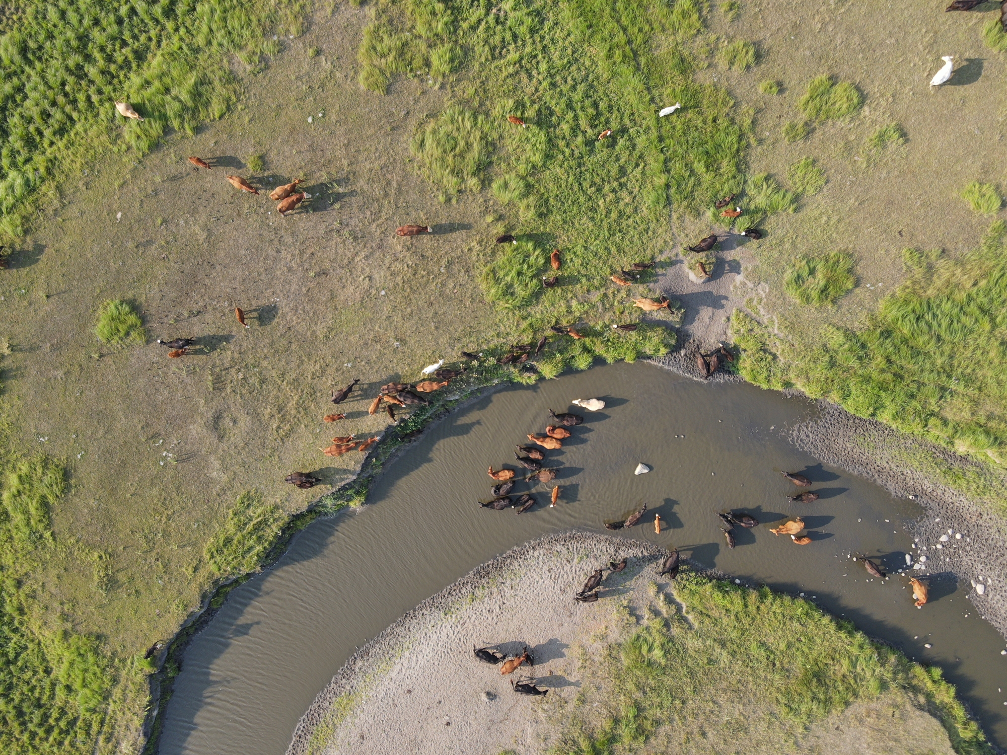 What S In Store For 2024   Cattle Drought River Getty IStock 