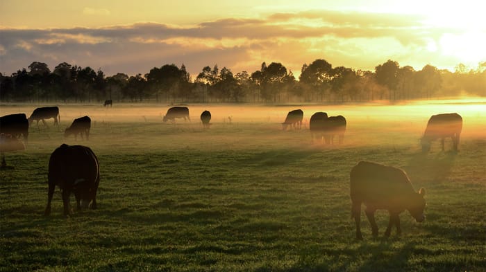 Yes, profitable ranching is possible. Here’s how