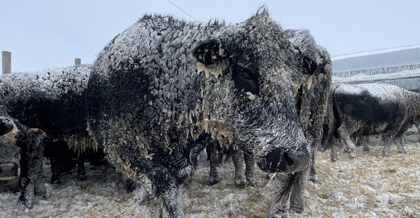 cows covered in snow