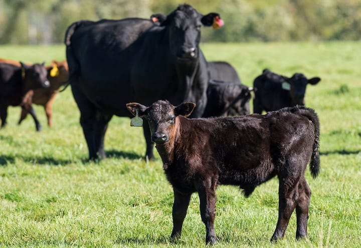 Research breakthroughs support healthier cattle