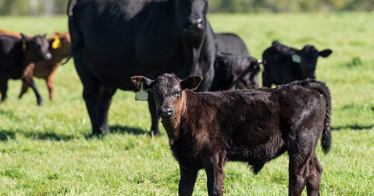 Catle Ranches Research breakthroughs support healthier cattle