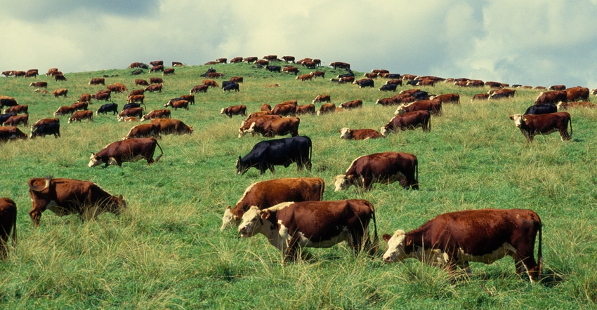 Hereford cattle grazing on hillside
