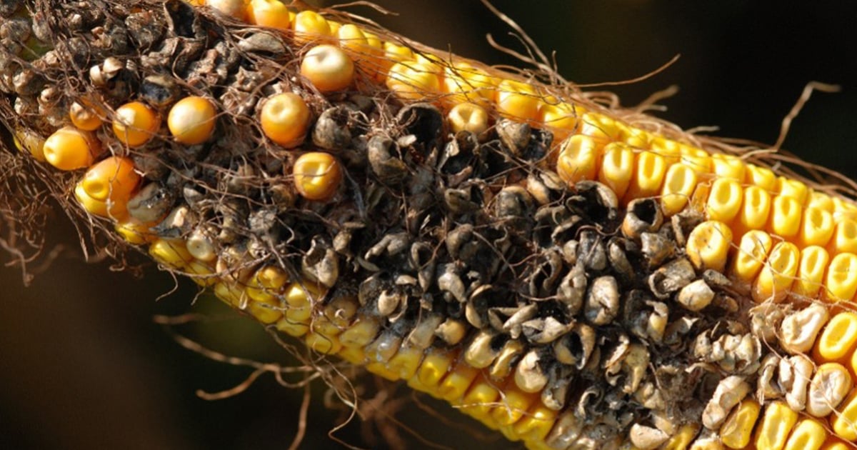 Protect Your Crops, Cattle And ROI From Ear Rot