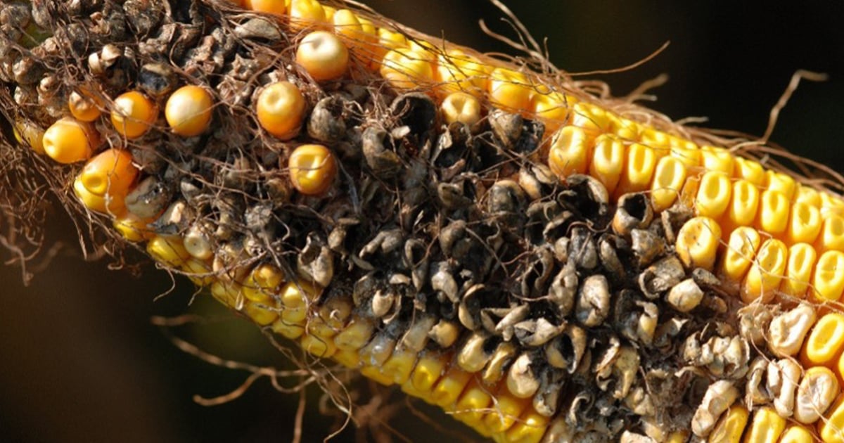 Cattle Ear Rot Protect Your Crops, Cattle And ROI From Ear Rot