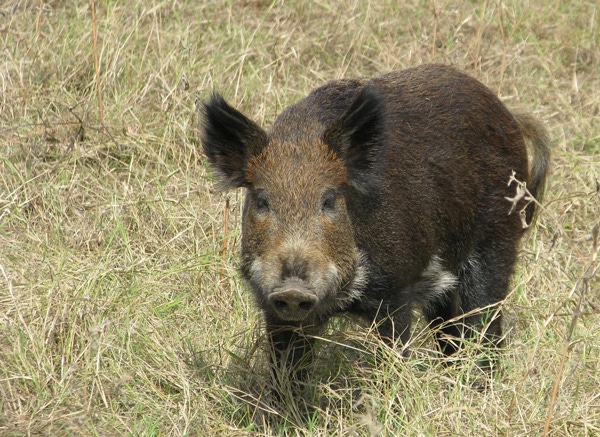 Feral Hogs Are A Growing Menace