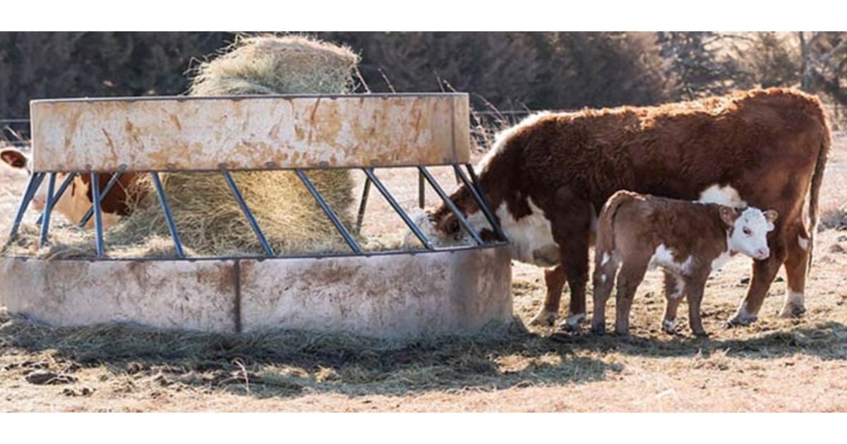 Getting accurate results from pregnancy checking your cows