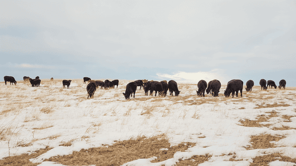 Sage Askin cattle grazing