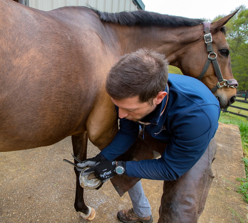 Proper diet, hoof care critical components in preventing equine laminitis