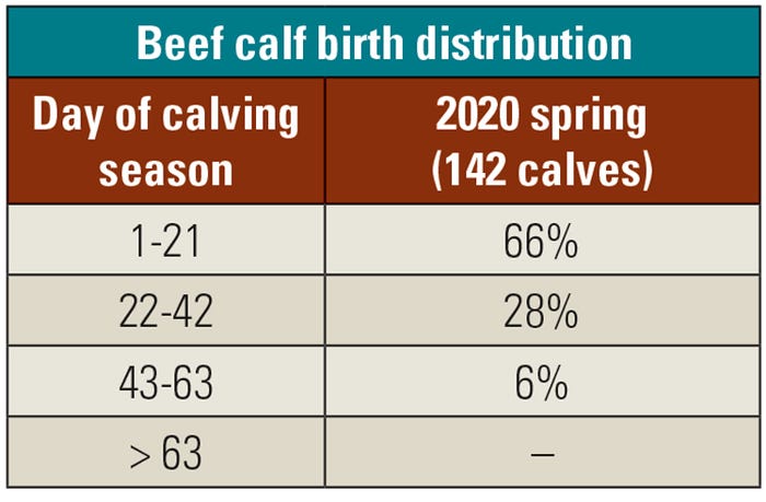 Beef calf birth distribution table